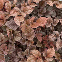 Astilbe Chocolate Shogun