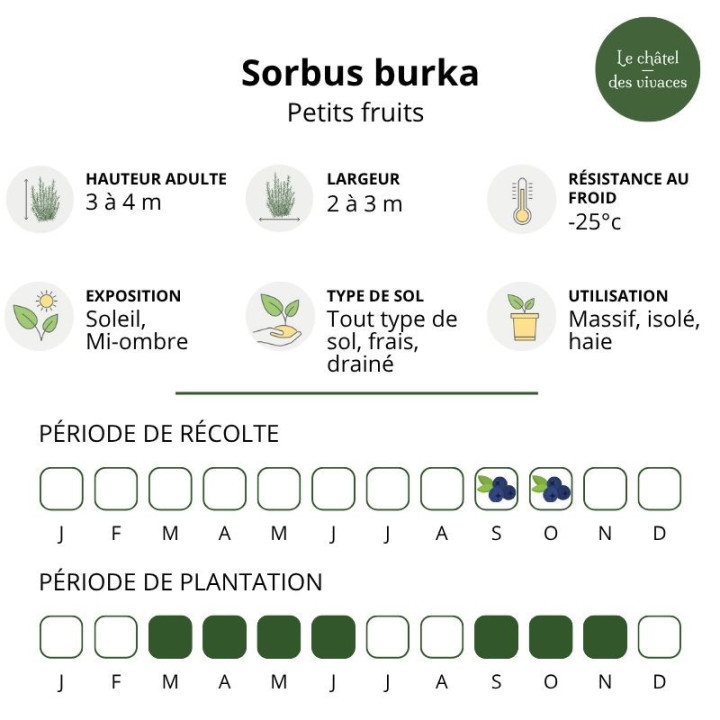 Sorbus burka