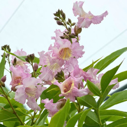 Chitalpa tashkentensis Summer Bells