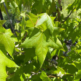 Liquidambar styraciflua
