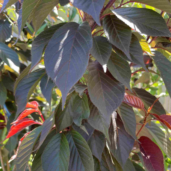 Prunus serrulata Royal Burgundy