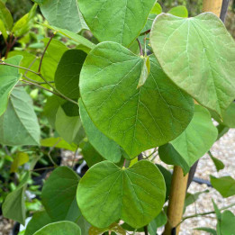 Cercis canadensis Lavender Twist