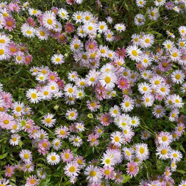 Floraison abondante de l'Erigeron karvinskianus Lavender Lady