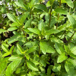 Menthe bergamote