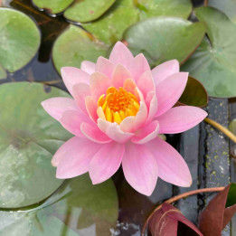 Nymphaea Fire Crest