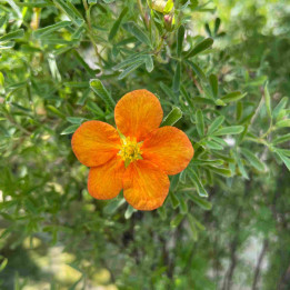 Potentilla fruticosa Bella Sol