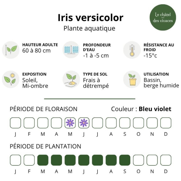 Iris versicolor - Iris d'amérique