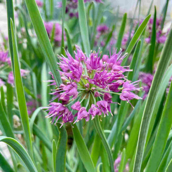Allium Lavender Bubbles