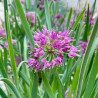 Allium Lavender Bubbles