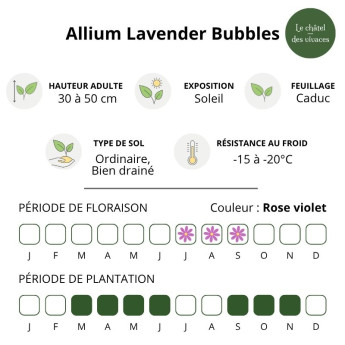 Allium Lavender Bubbles