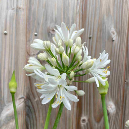 Agapanthe Kilmurry White