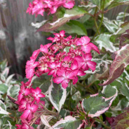 Hydrangea serrata Euphoria Pink