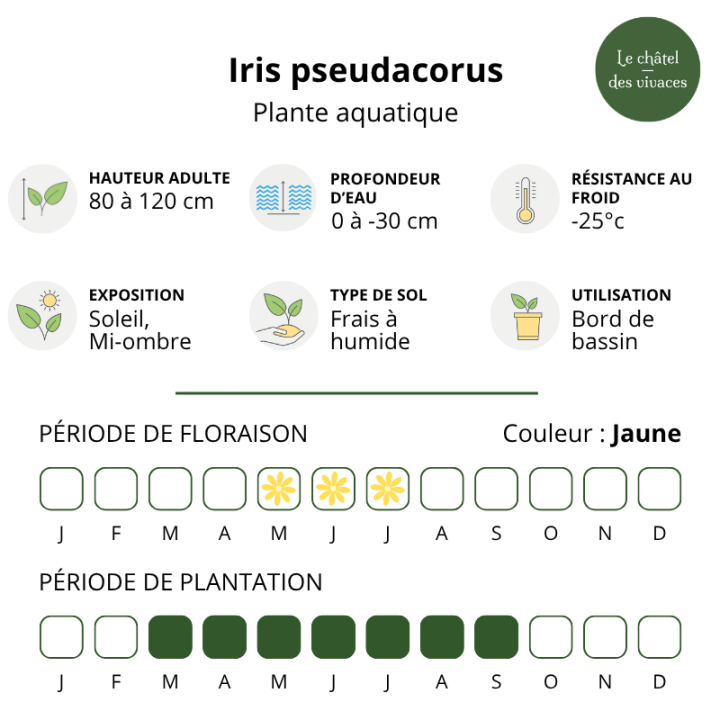 Iris pseudacorus - Iris des marais