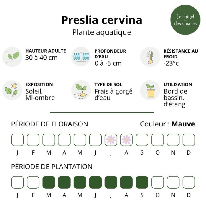 Preslia cervina