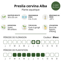 Preslia cervina Alba