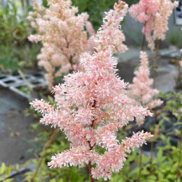 Astilbe japonica Peach Blossom