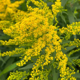 Solidago Ducky