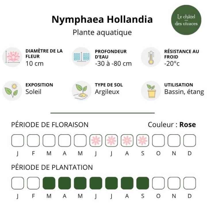 Nymphaea Hollandia