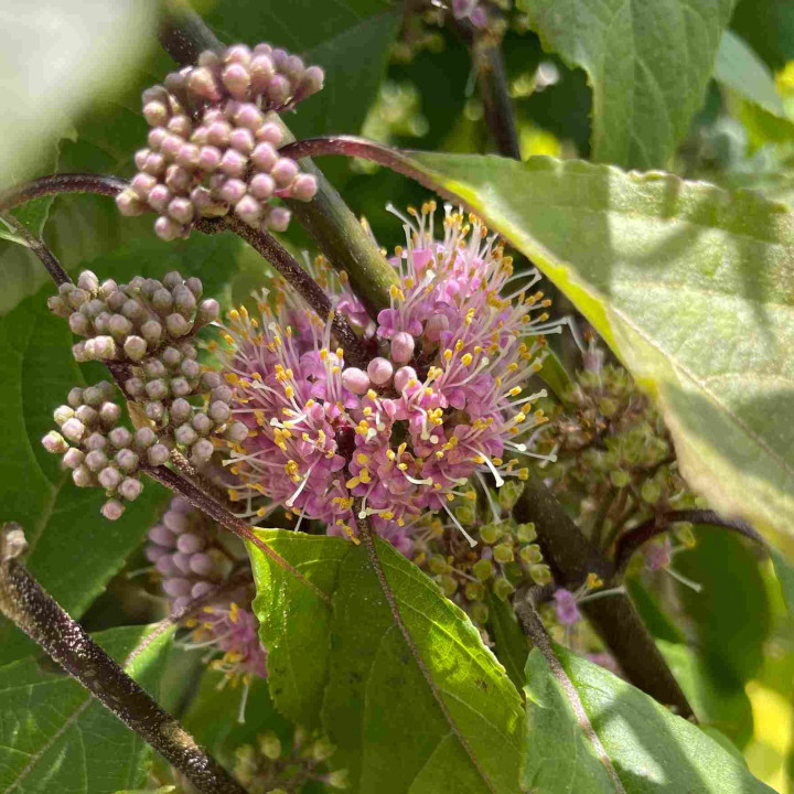 Callicarpa bodinieri Imperial Pearl