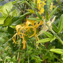 Lonicera halliana Hall's Prolific