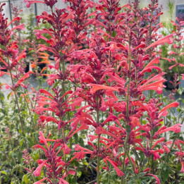 Agastache Kudos Coral