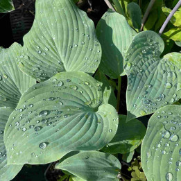 Hosta Blueberry Muffin