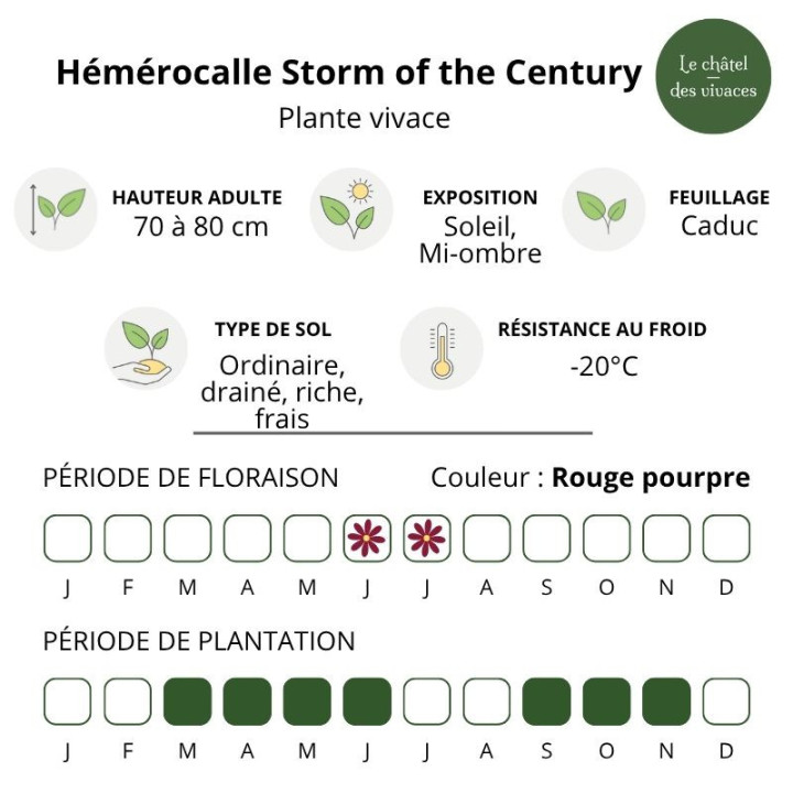 Hémérocalle Storm of the Century