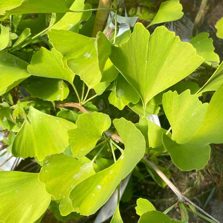 Ginkgo biloba Blagon - Arbre aux quarante écus