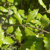 Quercus ilex