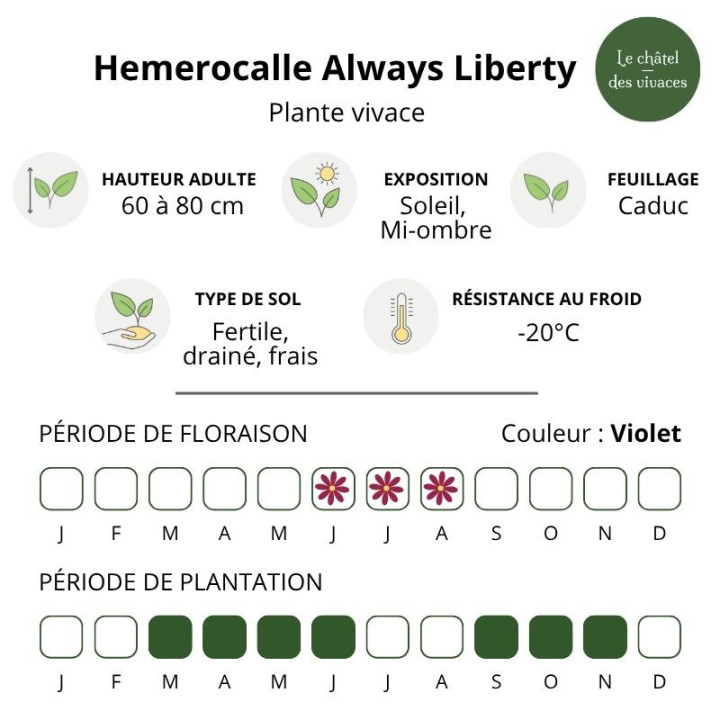 Hémérocalle Always Liberty