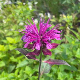 Monarda André Eve