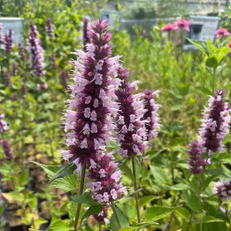 Fleurs de l'Agastache Beelicious Pink