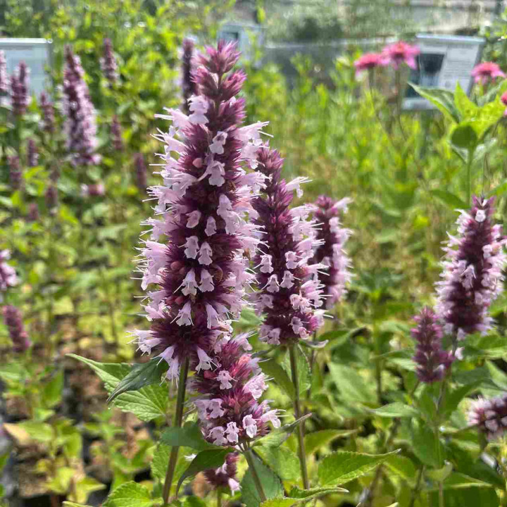 Fleurs de l'Agastache Beelicious Pink