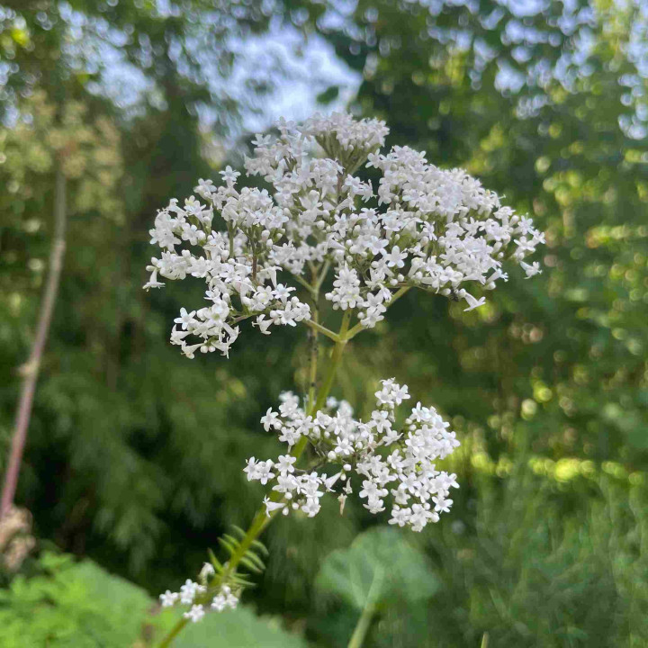 Valeriane officinale