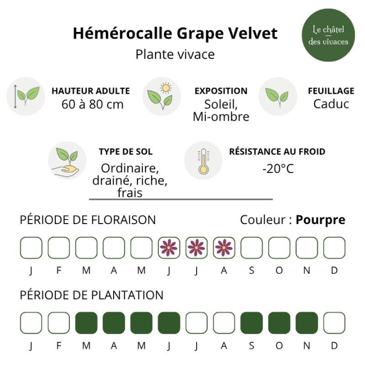 Hemerocallis Grape Velvet