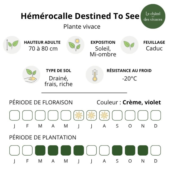 Hémérocalle Destined To See