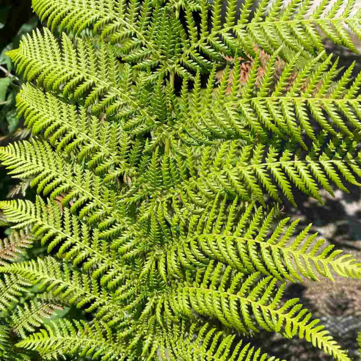 Dicksonia antartica