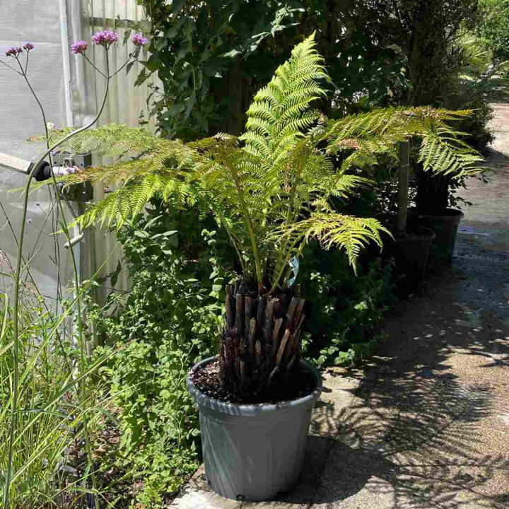 Dicksonia antartica