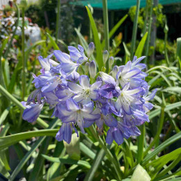 Agapanthe x Sea Breeze
