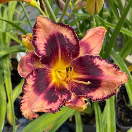 Hemerocalle Tropical Surprise