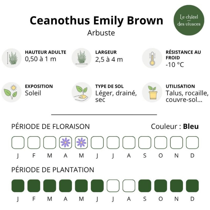 Ceanothus Emily Brown