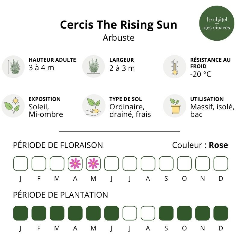 Cercise Rising Sun Cercis canadensis The Rising Sun | Gainier du Canada