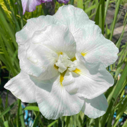 Iris ensata Dinner Plate Cupcake
