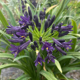 Agapanthe Pitchoune Violet