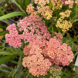 Fleurs de l'Achillea millefolium Apricot Delight