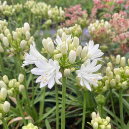 Agapanthe Double Diamond