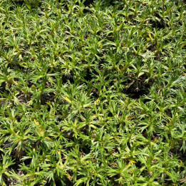 Azorella trifurcata