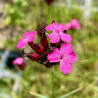 Dianthus carthusianorum