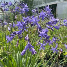 Agapanthe Lapis Lazuli