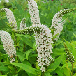 Lysimachia clethroides